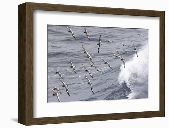 South Georgia, cape petrel or pintado, Daption capense. Flocks of cape petrels follow the ship-Ellen Goff-Framed Photographic Print