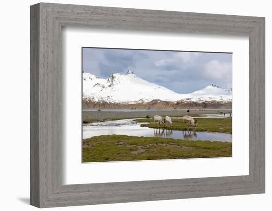 South Georgia, Fortuna Bay, reindeer, Rangifer tarandus. Reindeer graze on mosses in Fortuna Bay.-Ellen Goff-Framed Photographic Print