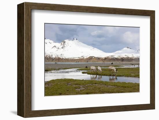 South Georgia, Fortuna Bay, reindeer, Rangifer tarandus. Reindeer graze on mosses in Fortuna Bay.-Ellen Goff-Framed Photographic Print