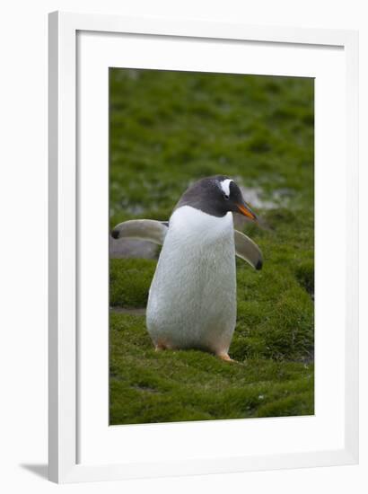 South Georgia. Gentoo Penguin, Pygoscelis Papua-Inger Hogstrom-Framed Photographic Print