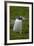 South Georgia. Gentoo Penguin, Pygoscelis Papua-Inger Hogstrom-Framed Photographic Print