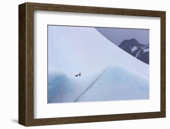 South Georgia Island. Chinstrap Penguins Ride an Iceberg as it Floats by Mountain-Jaynes Gallery-Framed Photographic Print