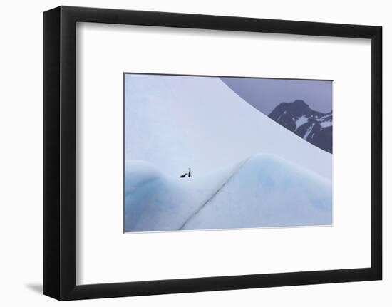 South Georgia Island. Chinstrap Penguins Ride an Iceberg as it Floats by Mountain-Jaynes Gallery-Framed Photographic Print