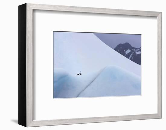 South Georgia Island. Chinstrap Penguins Ride an Iceberg as it Floats by Mountain-Jaynes Gallery-Framed Photographic Print