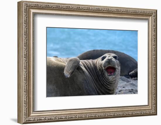 South Georgia Island. Female southern elephant seal raises its flipper and opens mouth-Howie Garber-Framed Photographic Print