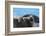 South Georgia Island. Female southern elephant seal raises its flipper and opens mouth-Howie Garber-Framed Photographic Print