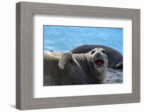 South Georgia Island. Female southern elephant seal raises its flipper and opens mouth-Howie Garber-Framed Photographic Print