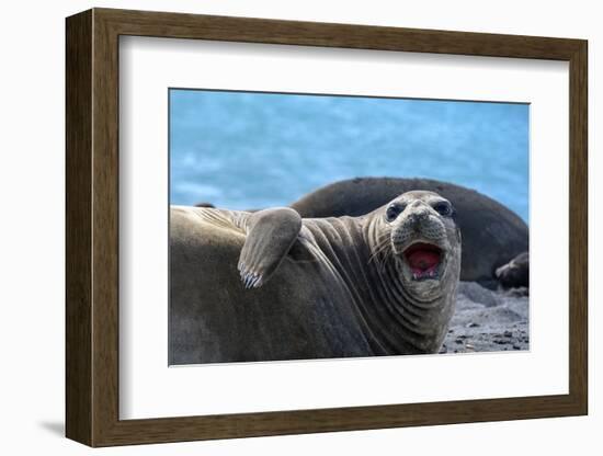 South Georgia Island. Female southern elephant seal raises its flipper and opens mouth-Howie Garber-Framed Photographic Print