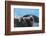 South Georgia Island. Female southern elephant seal raises its flipper and opens mouth-Howie Garber-Framed Photographic Print