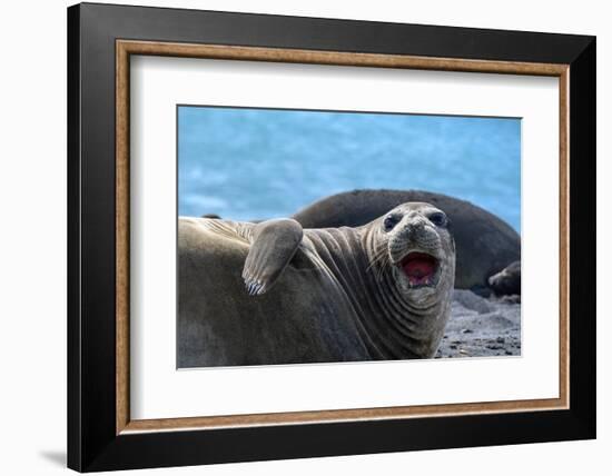 South Georgia Island. Female southern elephant seal raises its flipper and opens mouth-Howie Garber-Framed Photographic Print