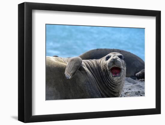 South Georgia Island. Female southern elephant seal raises its flipper and opens mouth-Howie Garber-Framed Photographic Print