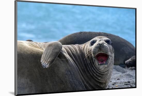 South Georgia Island. Female southern elephant seal raises its flipper and opens mouth-Howie Garber-Mounted Photographic Print