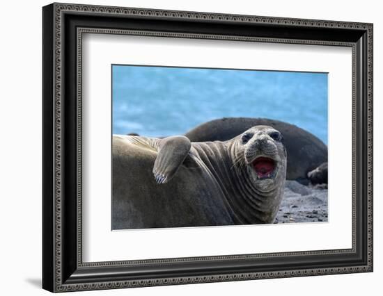 South Georgia Island. Female southern elephant seal raises its flipper and opens mouth-Howie Garber-Framed Photographic Print