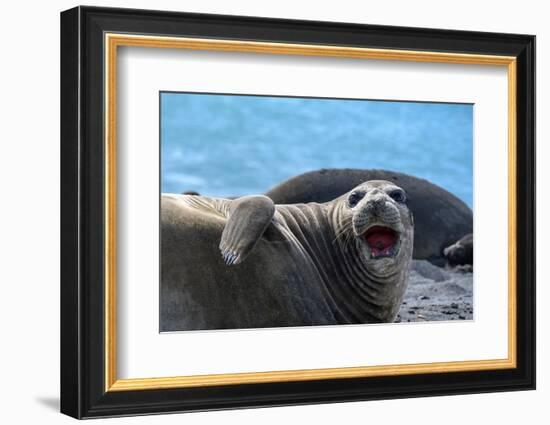 South Georgia Island. Female southern elephant seal raises its flipper and opens mouth-Howie Garber-Framed Photographic Print