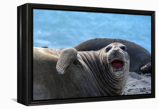 South Georgia Island. Female southern elephant seal raises its flipper and opens mouth-Howie Garber-Framed Premier Image Canvas