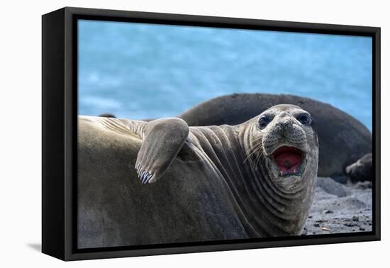 South Georgia Island. Female southern elephant seal raises its flipper and opens mouth-Howie Garber-Framed Premier Image Canvas