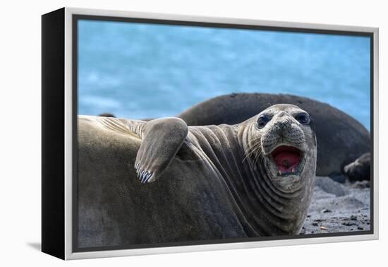 South Georgia Island. Female southern elephant seal raises its flipper and opens mouth-Howie Garber-Framed Premier Image Canvas