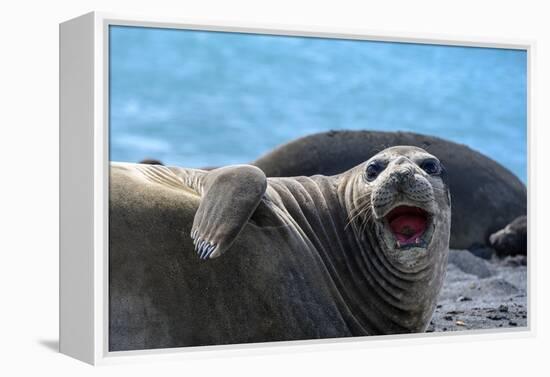 South Georgia Island. Female southern elephant seal raises its flipper and opens mouth-Howie Garber-Framed Premier Image Canvas