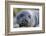 South Georgia Island, Godthul. Close-Up of Juvenile Elephant Seal-Jaynes Gallery-Framed Photographic Print