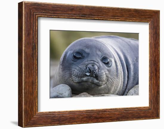 South Georgia Island, Godthul. Close-Up of Juvenile Elephant Seal-Jaynes Gallery-Framed Photographic Print