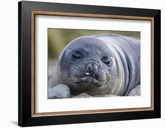 South Georgia Island, Godthul. Close-Up of Juvenile Elephant Seal-Jaynes Gallery-Framed Photographic Print
