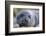 South Georgia Island, Godthul. Close-Up of Juvenile Elephant Seal-Jaynes Gallery-Framed Photographic Print