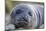 South Georgia Island, Godthul. Close-Up of Juvenile Elephant Seal-Jaynes Gallery-Mounted Photographic Print