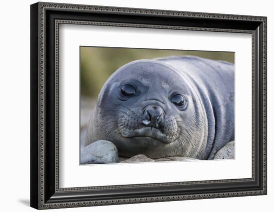 South Georgia Island, Godthul. Close-Up of Juvenile Elephant Seal-Jaynes Gallery-Framed Photographic Print