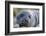 South Georgia Island, Godthul. Close-Up of Juvenile Elephant Seal-Jaynes Gallery-Framed Photographic Print