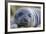 South Georgia Island, Godthul. Close-Up of Juvenile Elephant Seal-Jaynes Gallery-Framed Photographic Print