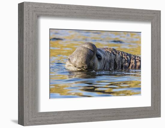 South Georgia Island, Godthul. Close-Up of Male Elephant Seal in Water-Jaynes Gallery-Framed Photographic Print