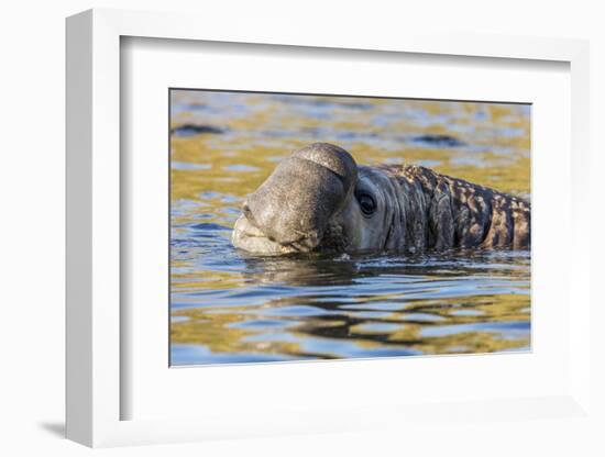 South Georgia Island, Godthul. Close-Up of Male Elephant Seal in Water-Jaynes Gallery-Framed Photographic Print