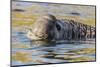 South Georgia Island, Godthul. Close-Up of Male Elephant Seal in Water-Jaynes Gallery-Mounted Photographic Print