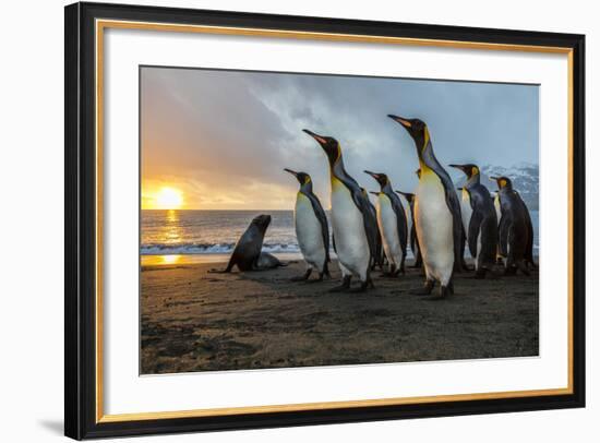 South Georgia Island, Gold Harbor. King Penguins and Fur Seal on Beach at Sunrise-Jaynes Gallery-Framed Photographic Print