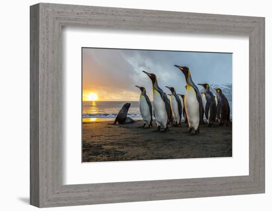 South Georgia Island, Gold Harbor. King Penguins and Fur Seal on Beach at Sunrise-Jaynes Gallery-Framed Photographic Print
