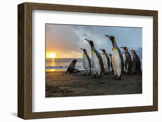 South Georgia Island, Gold Harbor. King Penguins and Fur Seal on Beach at Sunrise-Jaynes Gallery-Framed Photographic Print