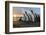 South Georgia Island, Gold Harbor. King Penguins and Fur Seal on Beach at Sunrise-Jaynes Gallery-Framed Photographic Print