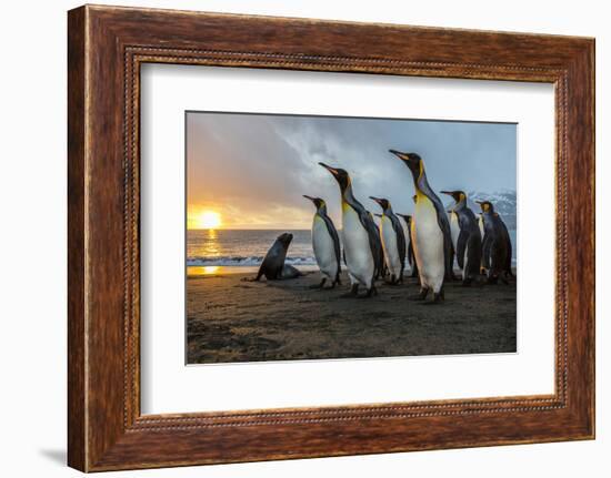 South Georgia Island, Gold Harbor. King Penguins and Fur Seal on Beach at Sunrise-Jaynes Gallery-Framed Photographic Print