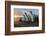 South Georgia Island, Gold Harbor. King Penguins and Fur Seal on Beach at Sunrise-Jaynes Gallery-Framed Photographic Print