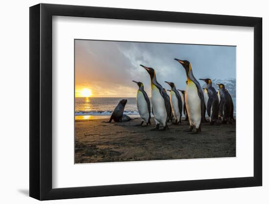 South Georgia Island, Gold Harbor. King Penguins and Fur Seal on Beach at Sunrise-Jaynes Gallery-Framed Photographic Print