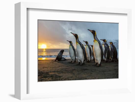 South Georgia Island, Gold Harbor. King Penguins and Fur Seal on Beach at Sunrise-Jaynes Gallery-Framed Photographic Print