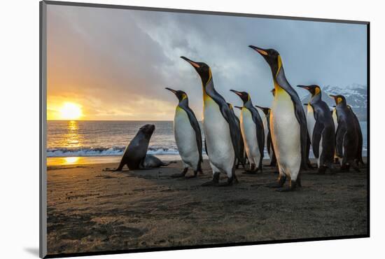 South Georgia Island, Gold Harbor. King Penguins and Fur Seal on Beach at Sunrise-Jaynes Gallery-Mounted Photographic Print