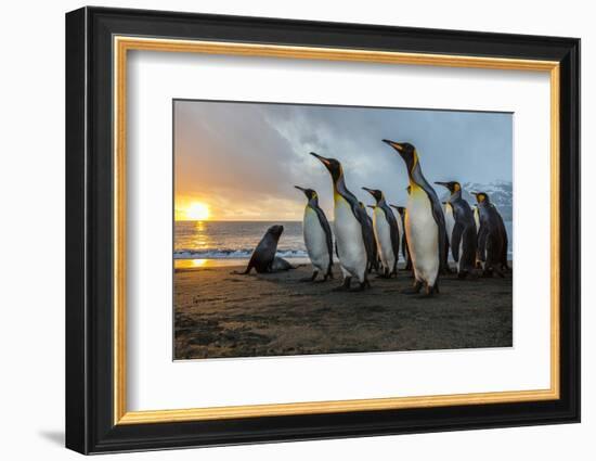 South Georgia Island, Gold Harbor. King Penguins and Fur Seal on Beach at Sunrise-Jaynes Gallery-Framed Photographic Print