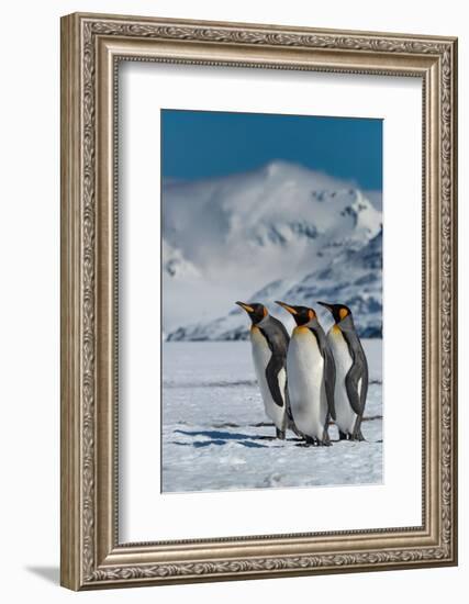 South Georgia Island. Group of king penguins walk on snowy shore of Salisbury Plain-Howie Garber-Framed Photographic Print