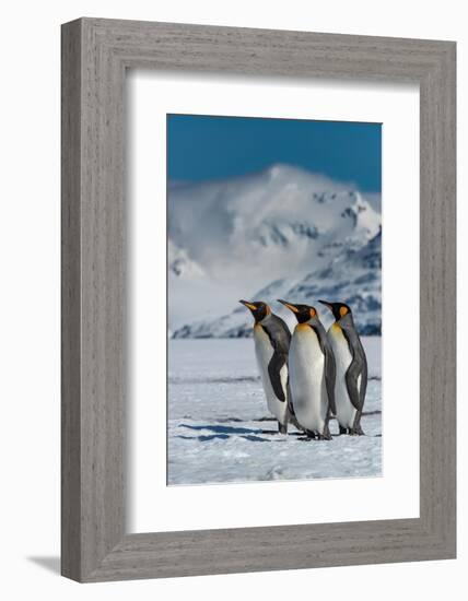 South Georgia Island. Group of king penguins walk on snowy shore of Salisbury Plain-Howie Garber-Framed Photographic Print