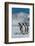 South Georgia Island. Group of king penguins walk on snowy shore of Salisbury Plain-Howie Garber-Framed Photographic Print