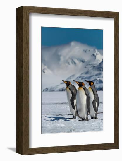 South Georgia Island. Group of king penguins walk on snowy shore of Salisbury Plain-Howie Garber-Framed Photographic Print