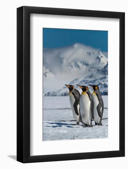 South Georgia Island. Group of king penguins walk on snowy shore of Salisbury Plain-Howie Garber-Framed Photographic Print