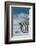 South Georgia Island. Group of king penguins walk on snowy shore of Salisbury Plain-Howie Garber-Framed Photographic Print