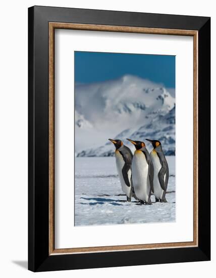 South Georgia Island. Group of king penguins walk on snowy shore of Salisbury Plain-Howie Garber-Framed Photographic Print